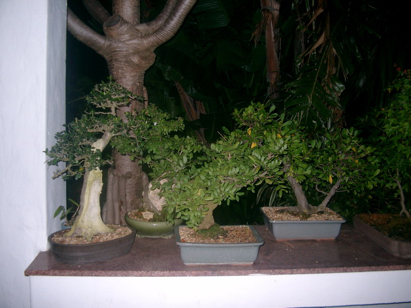 IMGP0606.JPG