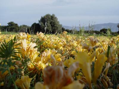 Yellow field