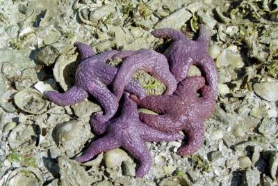 Purple starfish - Salt Spring Island