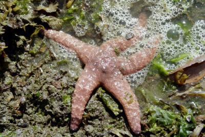 Pink starfish - Salt Spring Island
