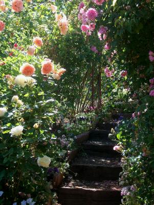 Enchanted Steps