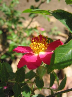 Hart Park Mystery Rose #318