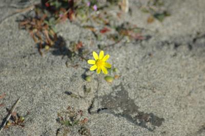 Lonely Yellow Flower