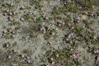 Purple Flowers Carpet