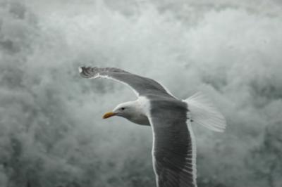 Seagull in Flight