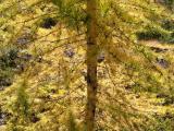 Yellow Larch Branches