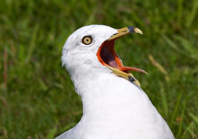 egrets__gulls