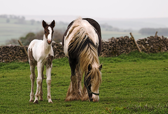 6th May 05 Horse and Foal