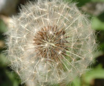 Only another dandelion