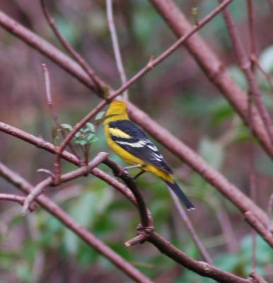 Rare Western Tanager