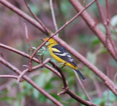 Rare Western Tanager