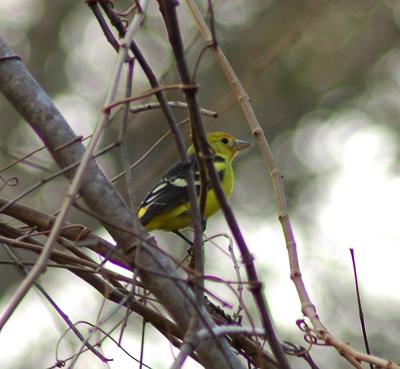 Rare Western Tanager