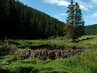 u18/fircrkr/medium/15509911.BlackHillsPool2.jpg