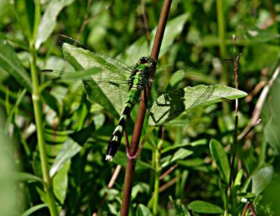 dragonfly3.jpg