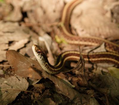 snake2.jpg