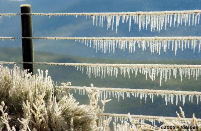 Cold morning watering