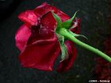 Rose after spring rain