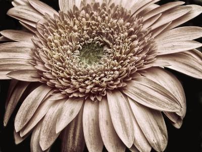 Gerber Daisy