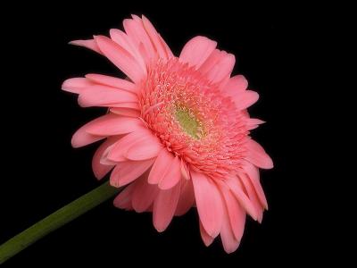 Gerber Daisy