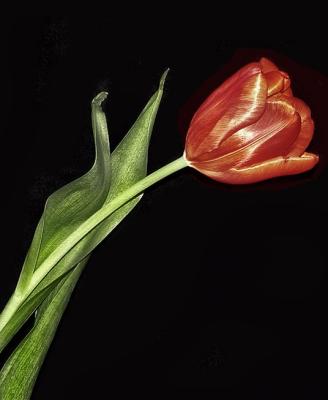 Tulip.jpg
