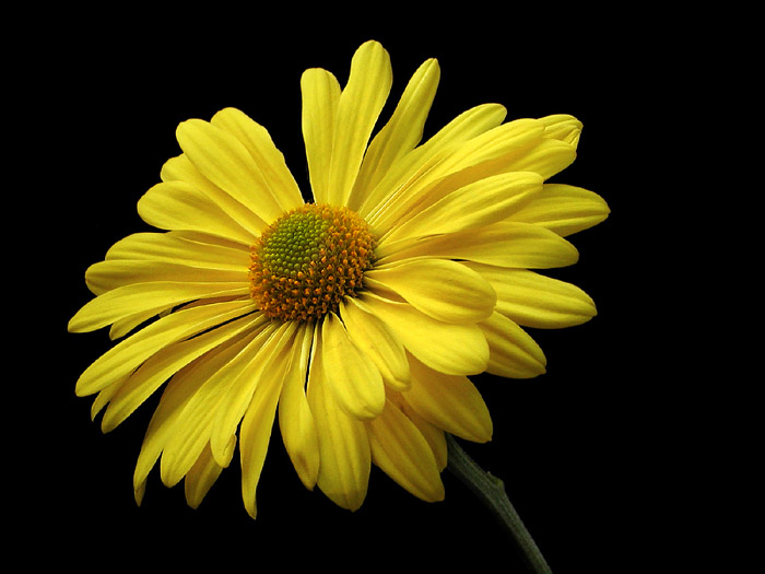  Yellow Mum