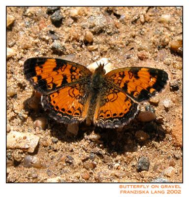 Butterfly on Gravel