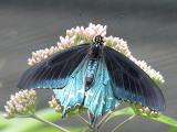 Blue Butterfly