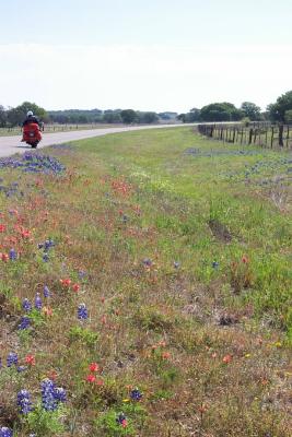 Bluebonnets and Indian Paintbrush