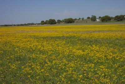 Field of Yellow