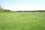 Field of Green and Purple