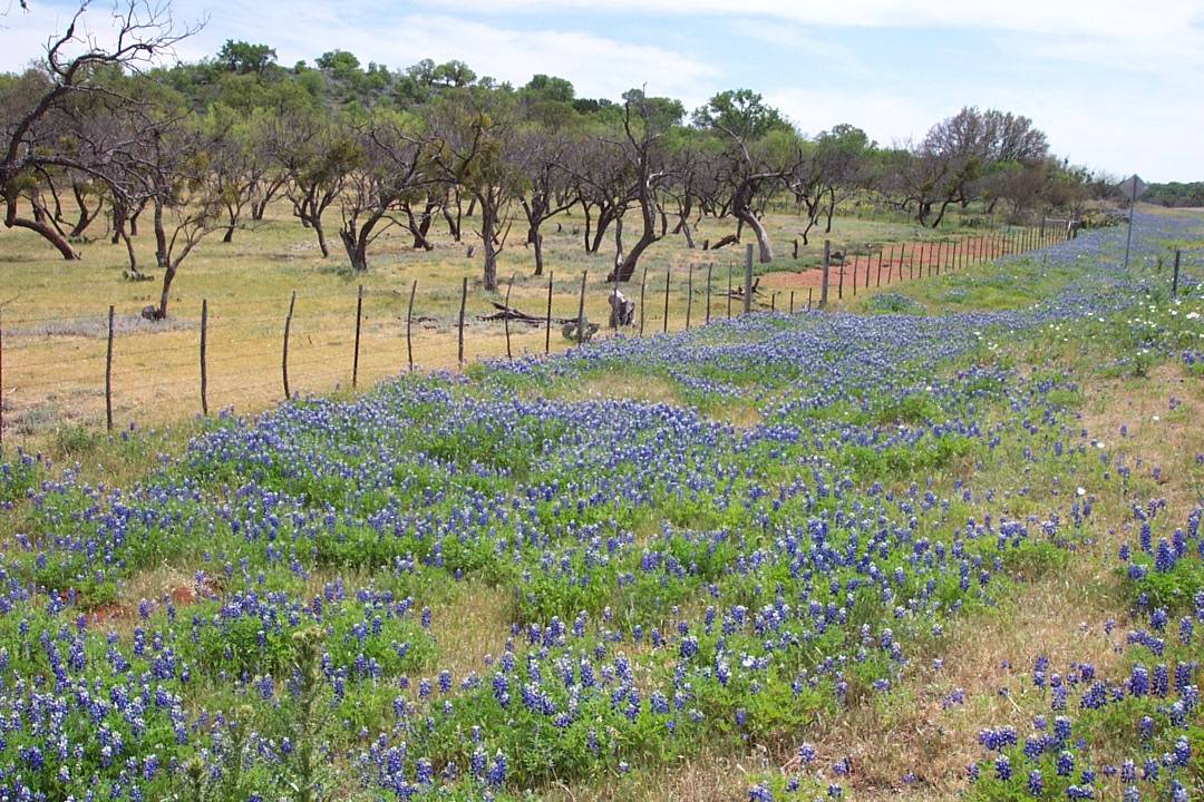 Still more bluebonnets