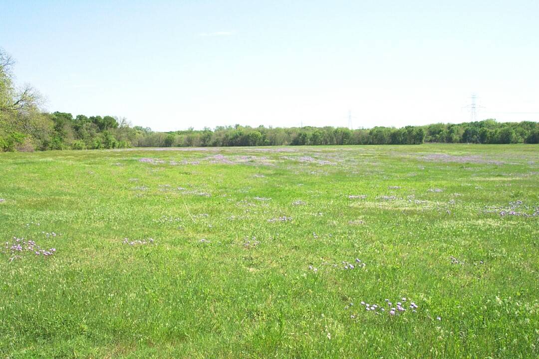 Field of Green and Purple