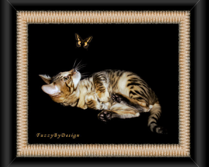 dsc03976 Bengal and the butterfly III