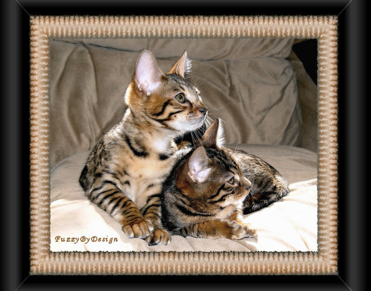 dsc03989 Bengal Brothers