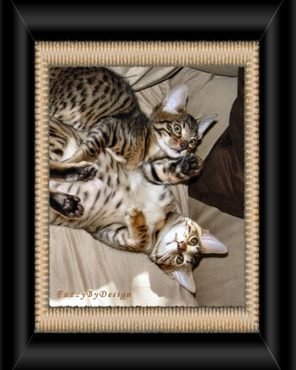 dsc04007 cat fight on the couch
