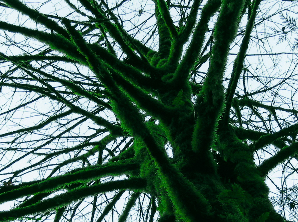 Moss Covered Tree