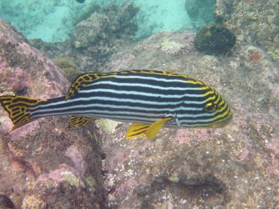 Oriental Sweetlips