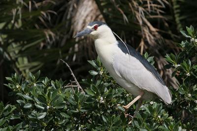 Black-Crowned Night Heron