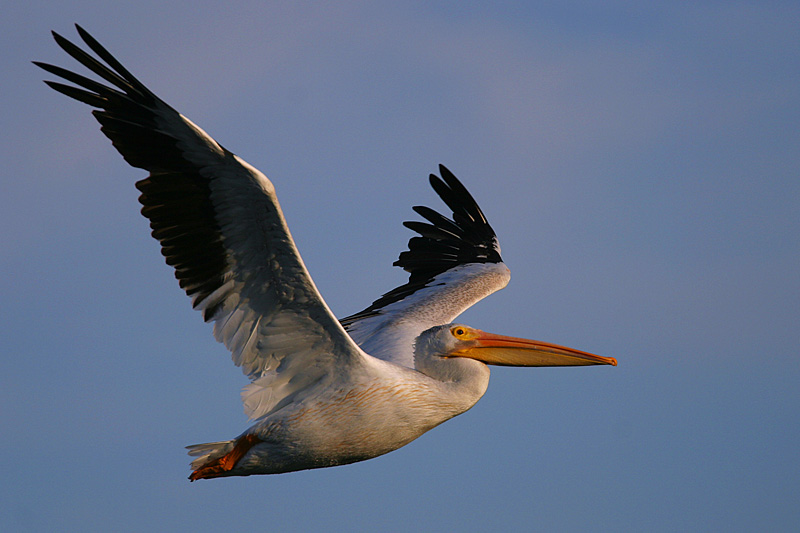 American White Pelican flying