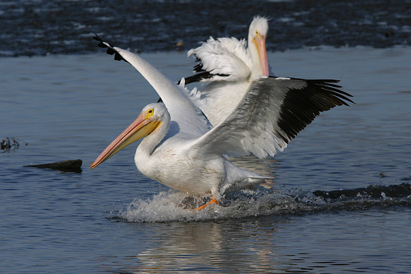 Pelican Landing