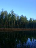 Trees in early morning