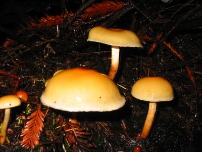 bigbasin_mushrooms_10.JPG