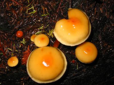 bigbasin_mushrooms_11.JPG