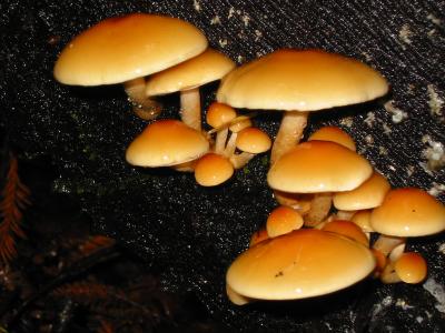 bigbasin_mushrooms_13.JPG
