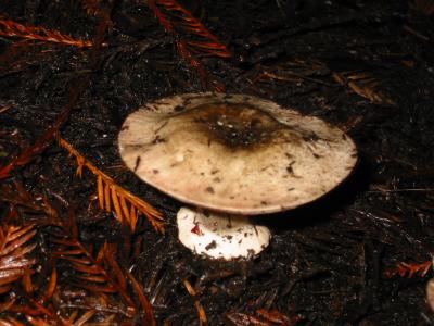 bigbasin_mushrooms_14.JPG