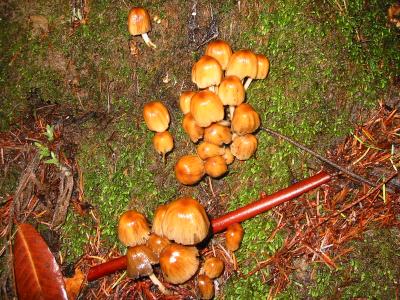 bigbasin_mushrooms_15.JPG