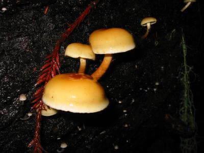 bigbasin_mushrooms_7.JPG
