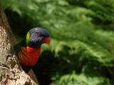 Rainbow Lorikeet