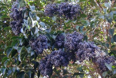 Privet Berries (Ligustrum lucidum)