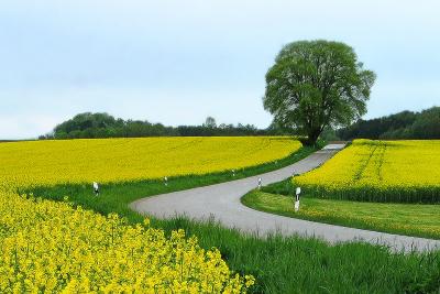 pb02canola.jpg